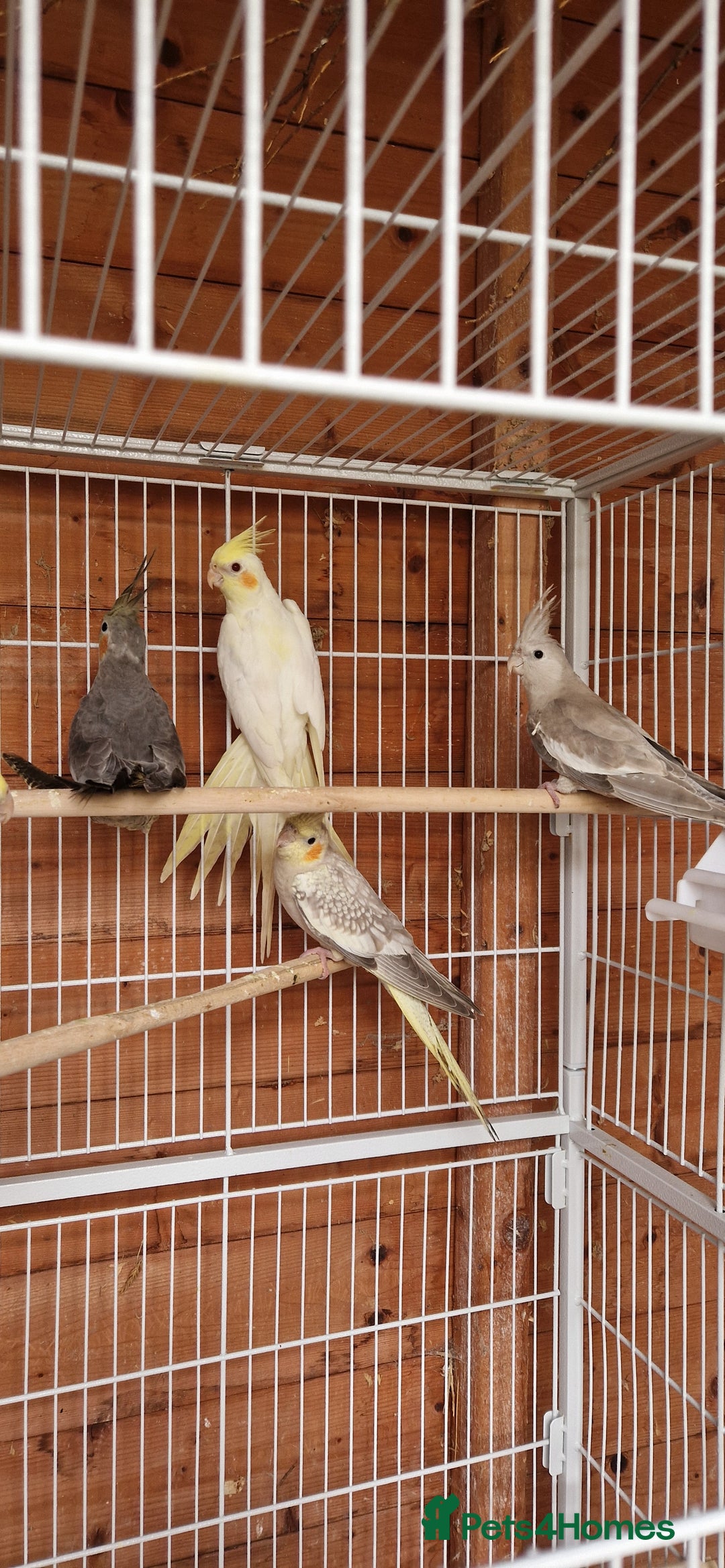Cockatiels birds for sale: Mixed young cockatiels  - Image 6