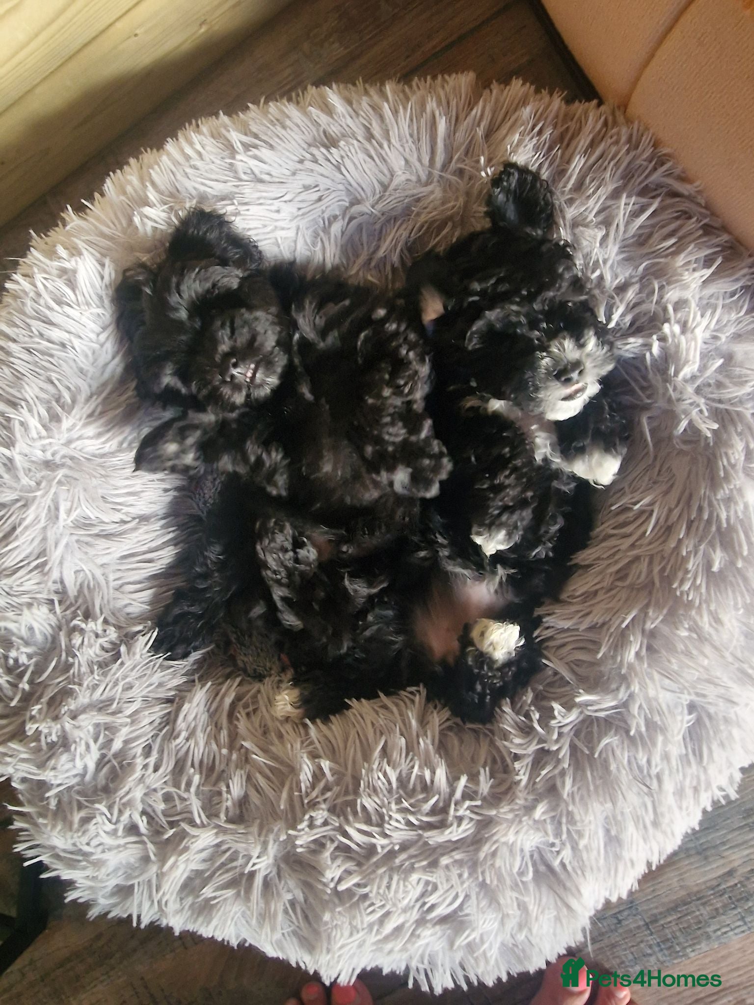 Maltipoo dogs Maltipoo F1b pups - Advert 16