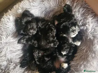 Maltipoo dogs Maltipoo F1b pups - Advert 16