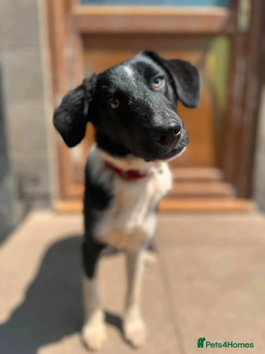 Mixed Breed dogs for adoption: Meet Charlie, currently residing in Cheshire  - Advert 7