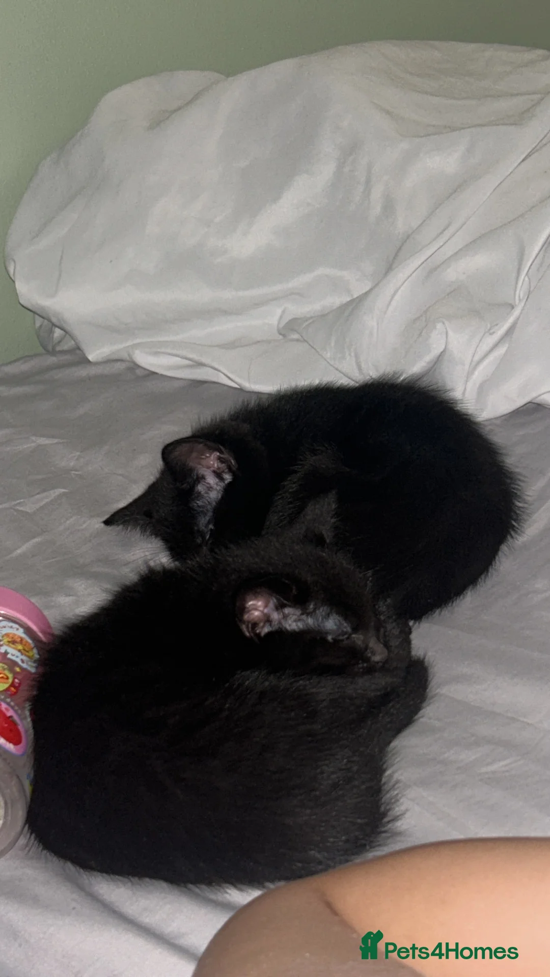 Domestic Shorthair cats for sale: 2 black kittens, twin sisters 💓 - Advert 4
