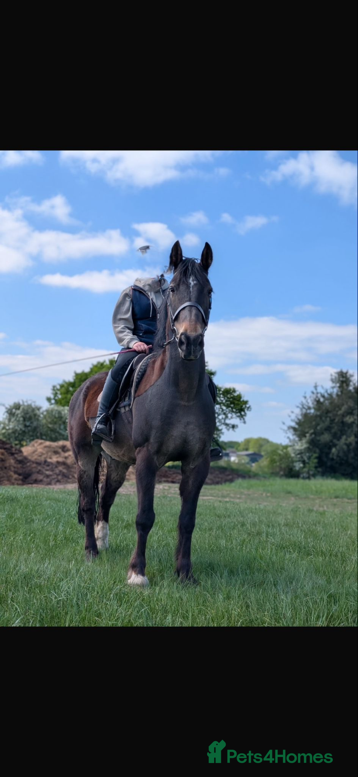 Other Breed horses 15.3hh bay cob x gelding  - Advert 3
