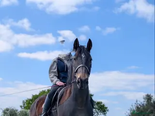 Other Breed horses 15.3hh bay cob x gelding - Advert 3