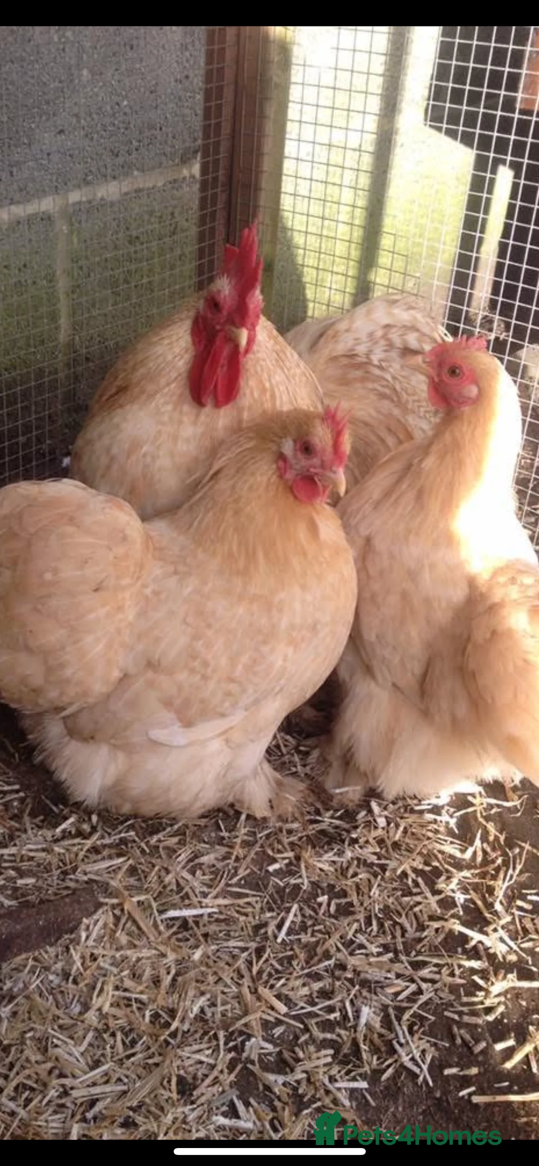 Chickens poultry for sale: Pekin bantams - Advert 3