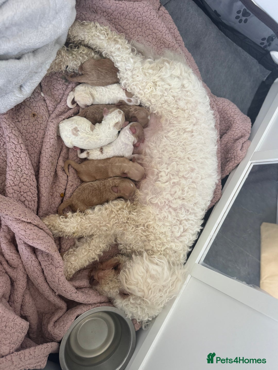 Cockapoo dogs for sale: Cockapoo puppies  - Image 10