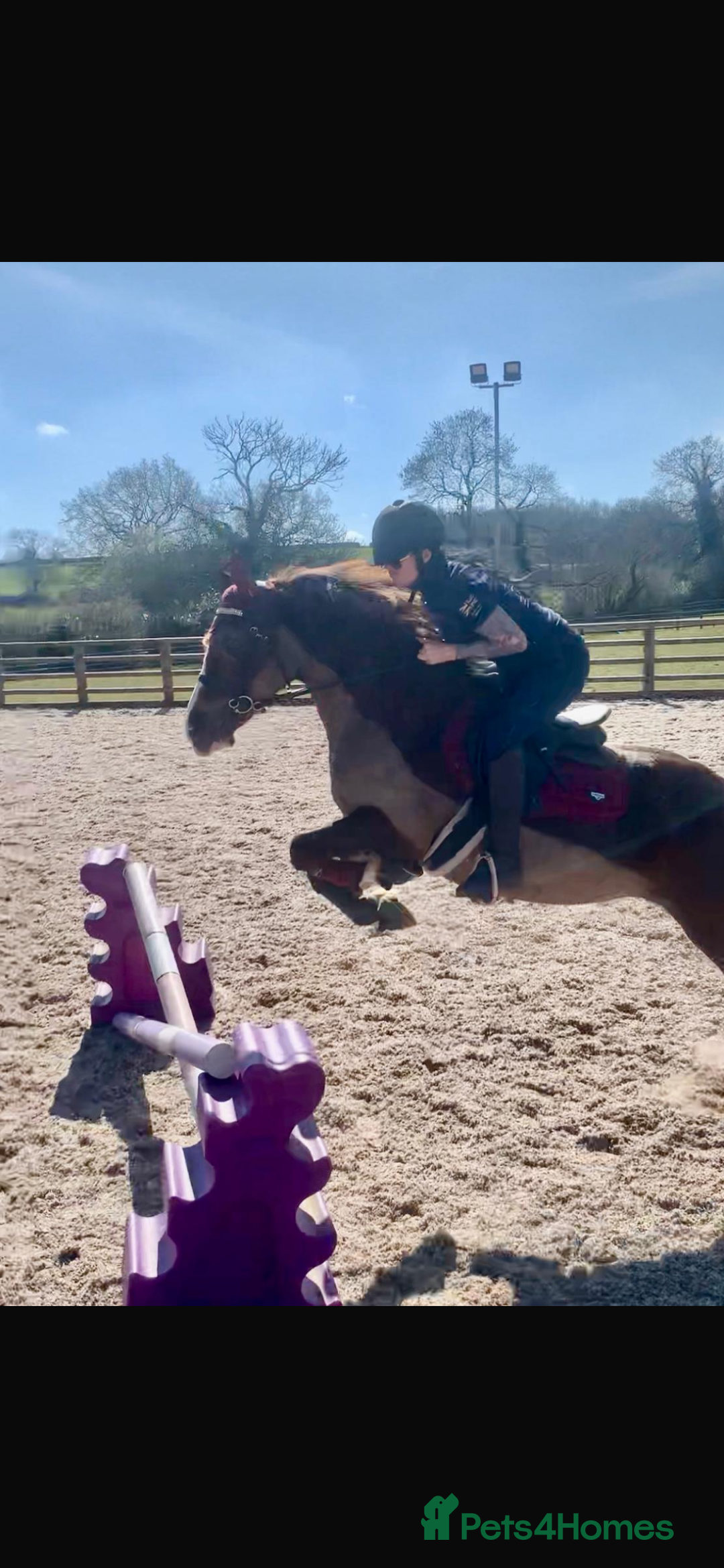 Welsh Section D horses for sale: 14.1 family pony super all rounder  - Image 2