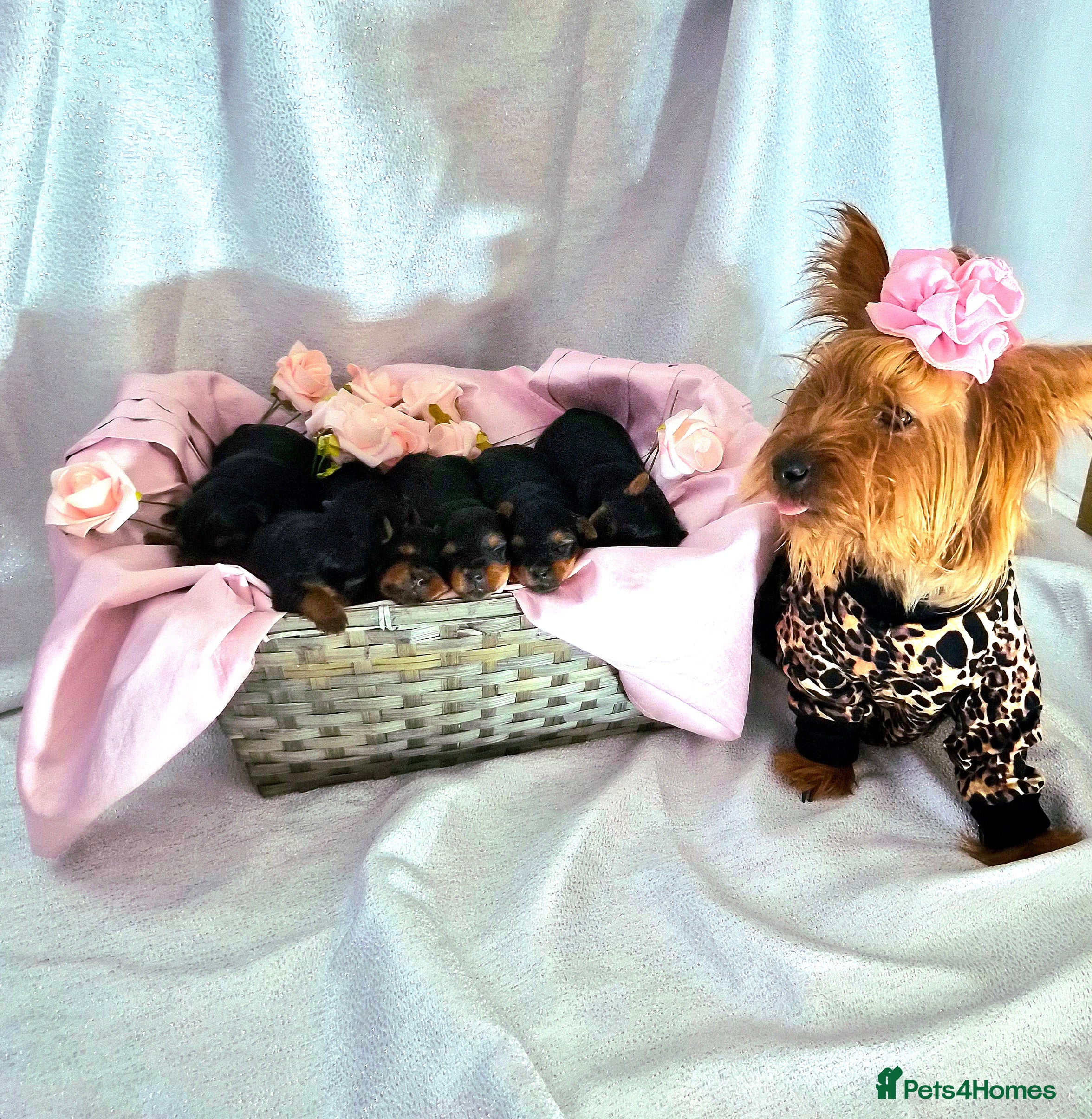 Yorkshire Terrier dogs Beautiful 7-puppies Yorkshire Terrier - Advert 13