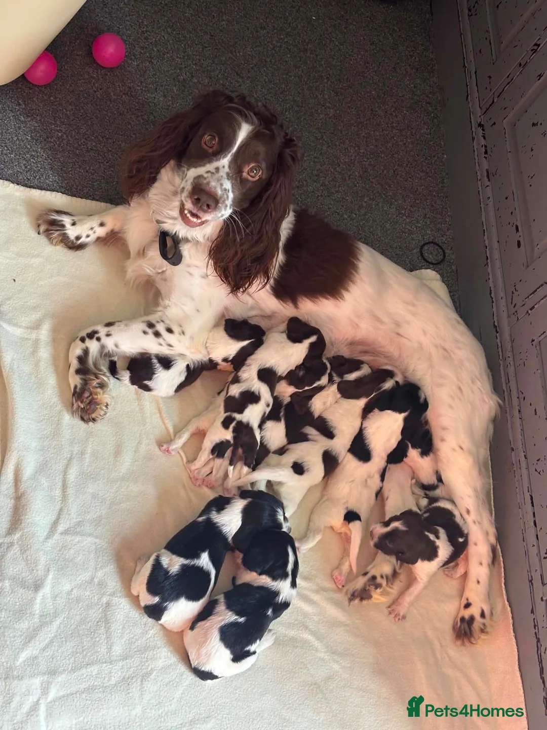 English Springer Spaniel dogs for sale: Beautiful springer spaniel puppies - Advert 23