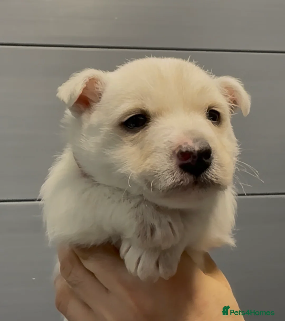 West Highland Terrier dogs for sale: West Highland Terrier Pups Pure Pedigree - Advert 13