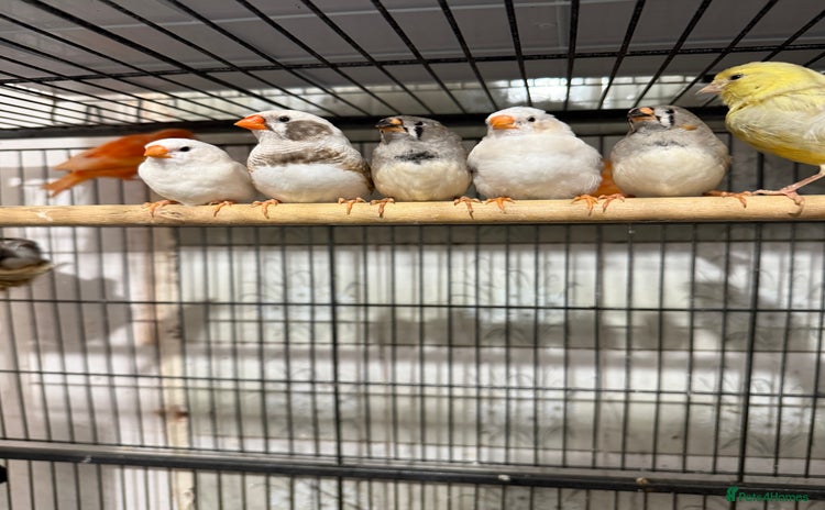 Finches birds - Advert 4