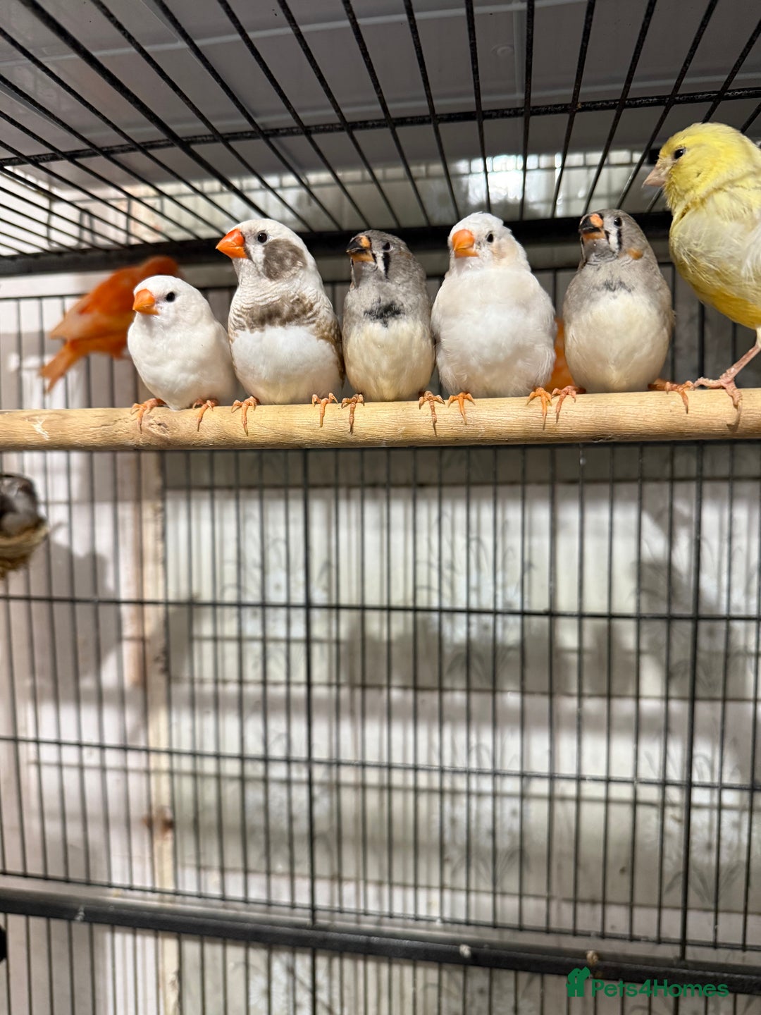 Finches birds for sale: Young zebra finches  - Image 1