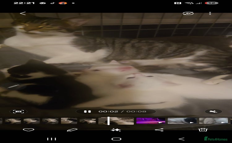 British Shorthair cats for sale - Advert 1