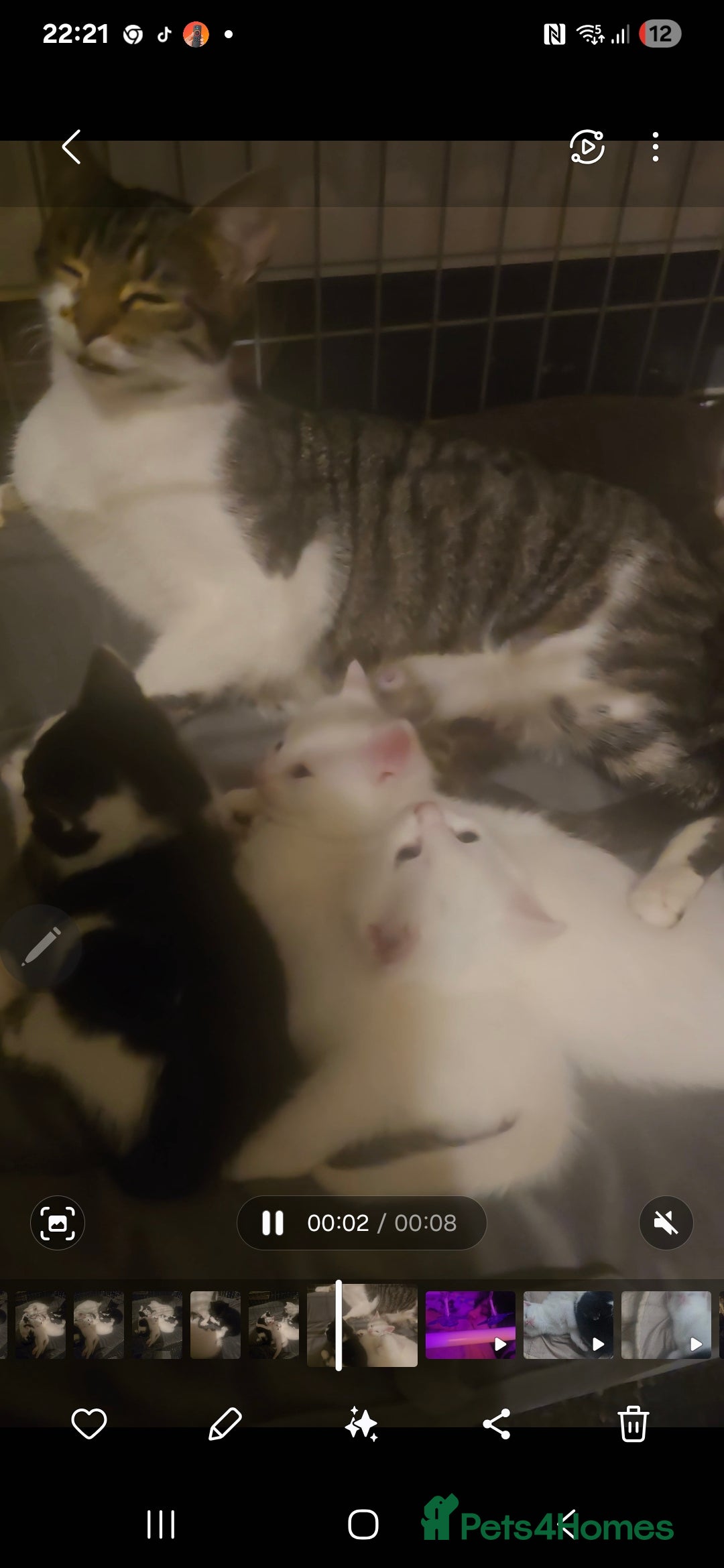 British Shorthair cats for sale: Darling Kittens  - Image 6