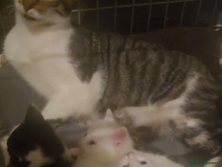 British Shorthair cats - Advert 17