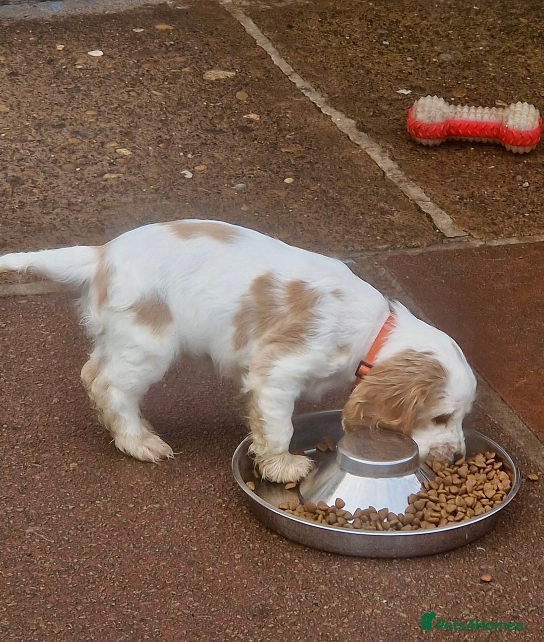 Cocker Spaniel dogs for sale: KC Registered Show Cocker Puppies  - Advert 14