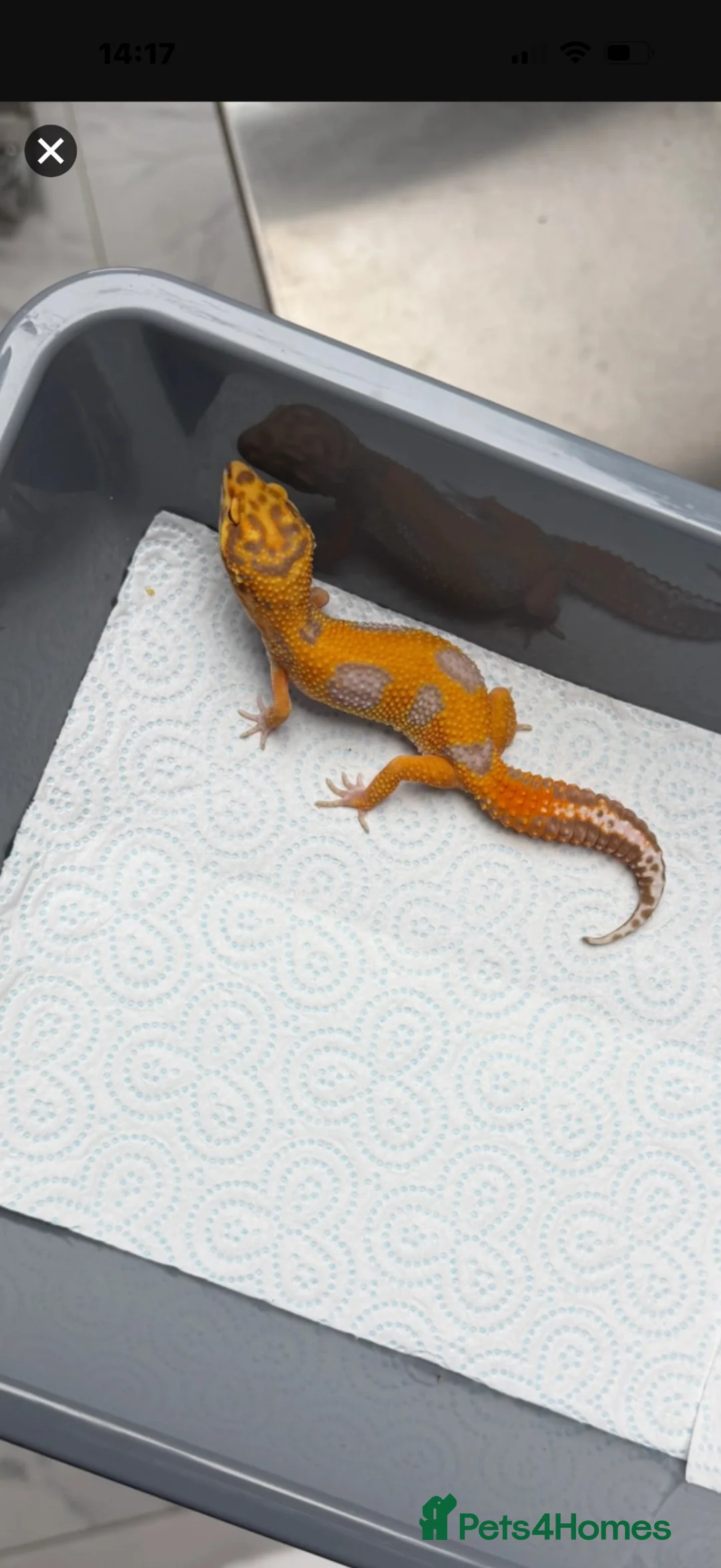 Gecko reptiles for sale: 6 Tangerine Trempers For Sale - Advert 1
