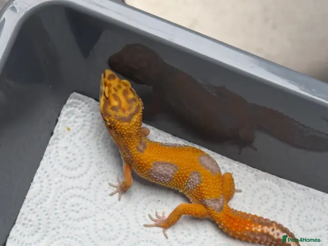 Gecko reptiles for sale: 6 Tangerine Trempers For Sale - Advert 1
