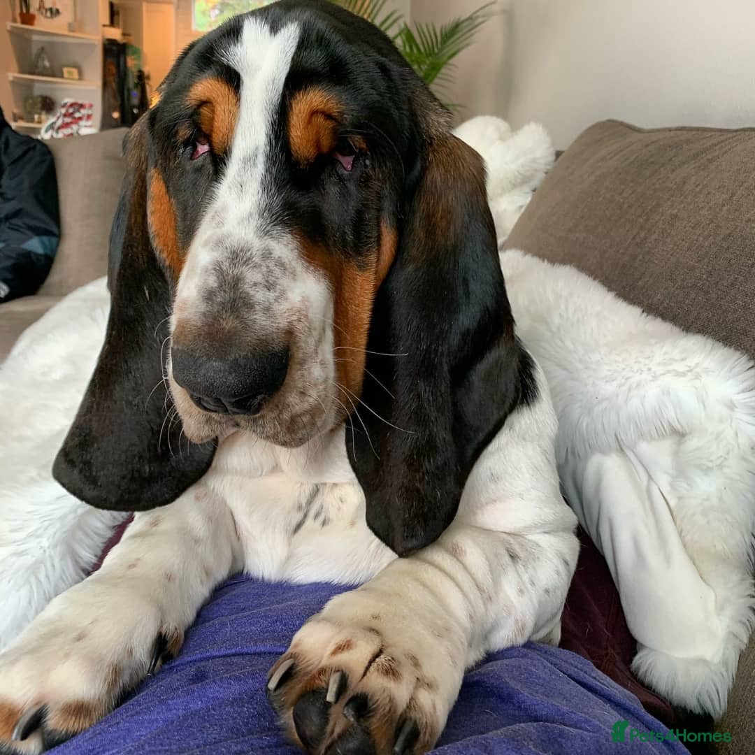 Basset Hound dogs for sale: Basset Hound Male - Advert 4