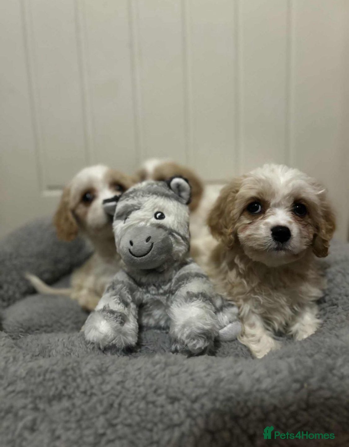 Cavachon dogs cavachon Puppies  - Advert 2