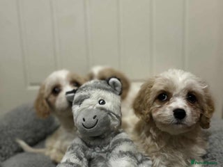 Cavachon dogs cavachon Puppies - Advert 1