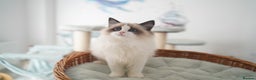 Ragdoll cats for sale: TICA register seal bicolor girl  - Advert 9