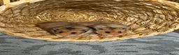 Hamster rodents for sale: Beautiful baby Syrian Hamsters Sheffield - Advert 17