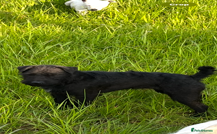 Mixed Breed dogs Patterdale x Parson Russel pups  - Advert 1