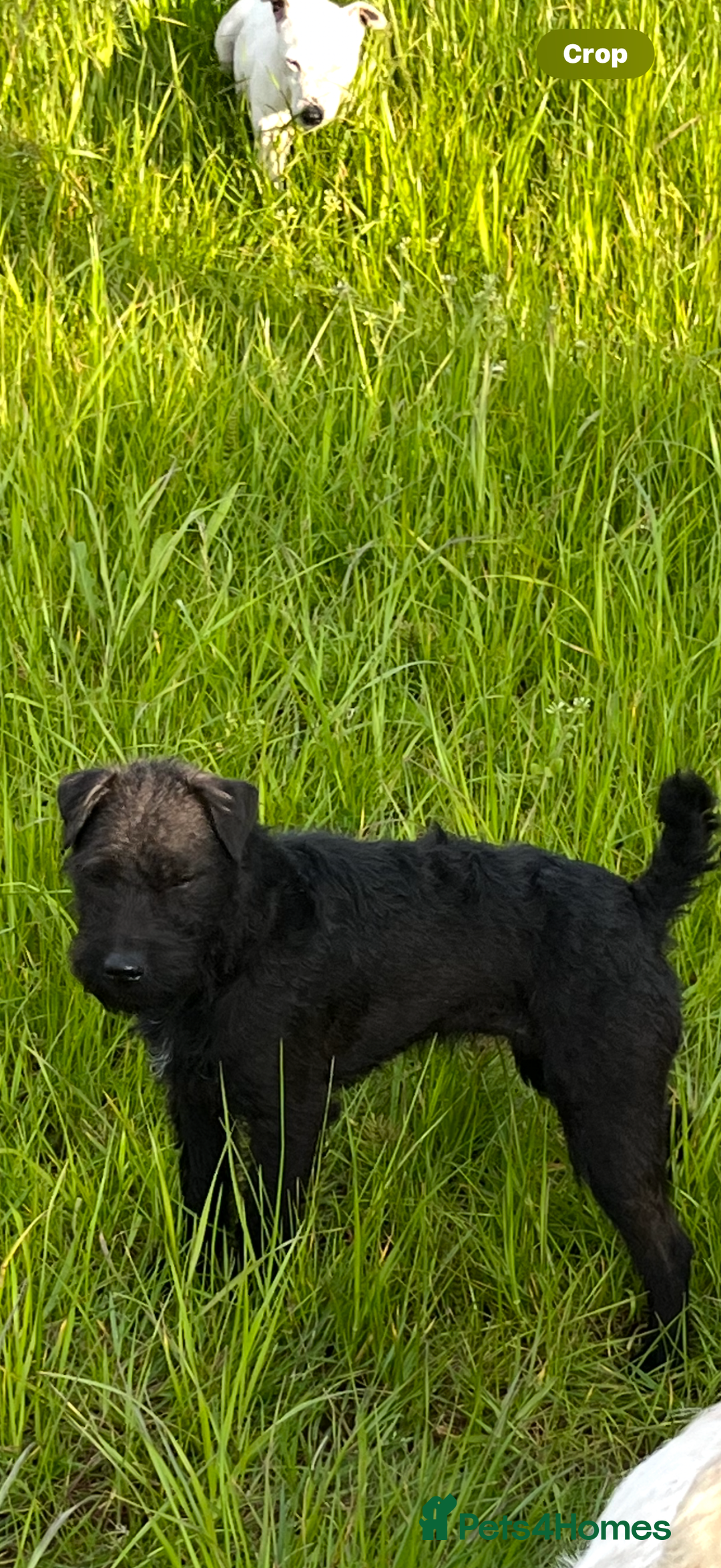 Mixed Breed dogs for sale: Patterdale x Parson Russel pups  - Advert 1