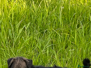 Mixed Breed dogs Patterdale x Parson Russel pups - Advert 4