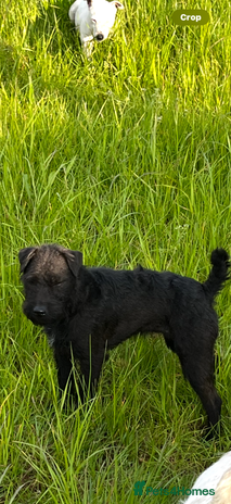 Mixed Breed dogs Patterdale x Parson Russel pups - Advert 1