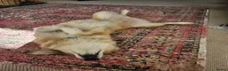 Mixed Breed dogs for adoption: Meet Elphie, currently residing in Cheshire in Nantwich - Advert 8