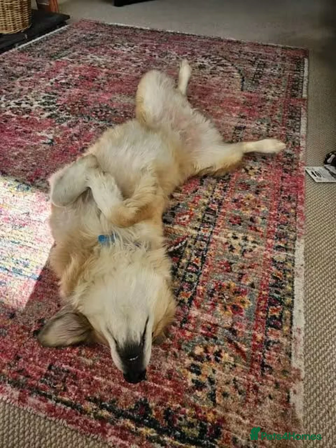 Mixed Breed dogs for adoption: Meet Elphie, currently residing in Cheshire in Nantwich - Advert 8