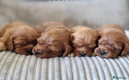 Cavapoo dogs for sale: 🎀 Beautiful F1 Cavapoo Puppies 🎀 - Image 24