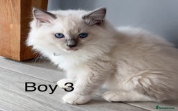Ragdoll cats for sale: Beautiful Ragdoll kittens - Image 2