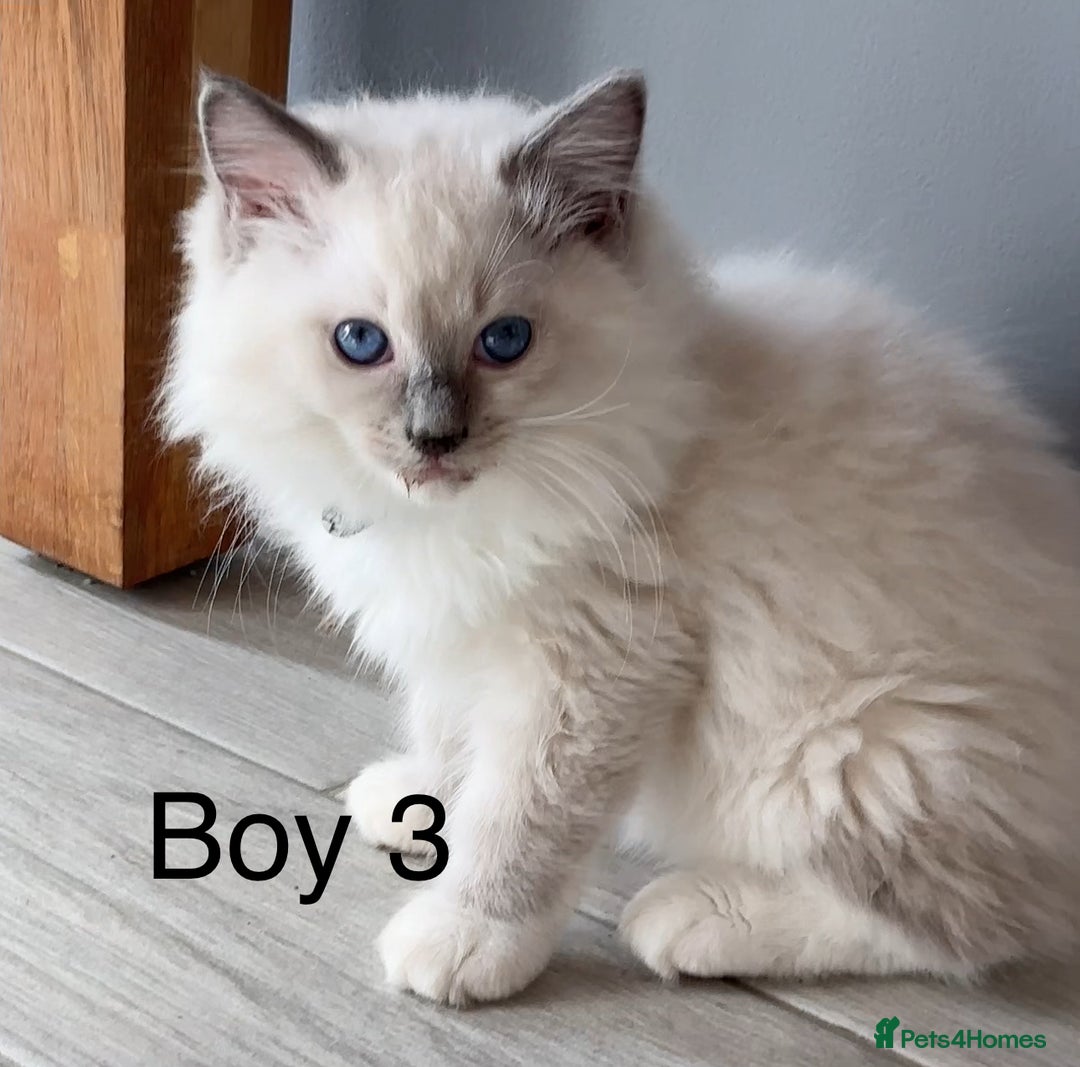 Ragdoll cats for sale: Beautiful Ragdoll kittens - Image 2