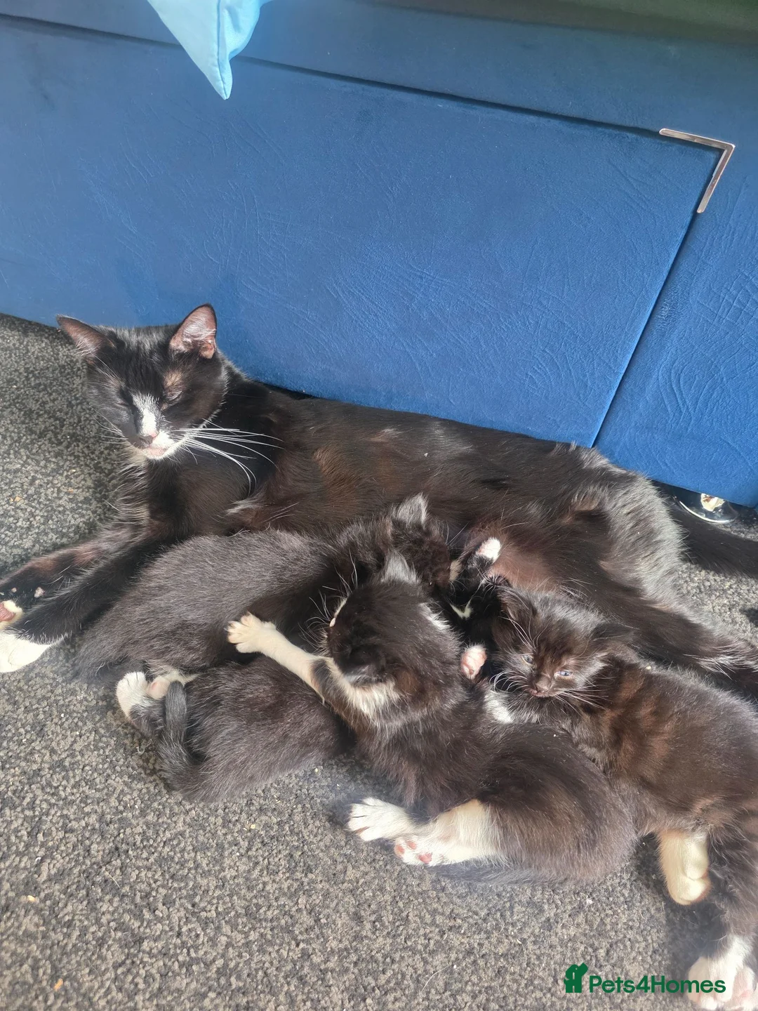 Mixed Breed cats for sale: Kittens  - Advert 2