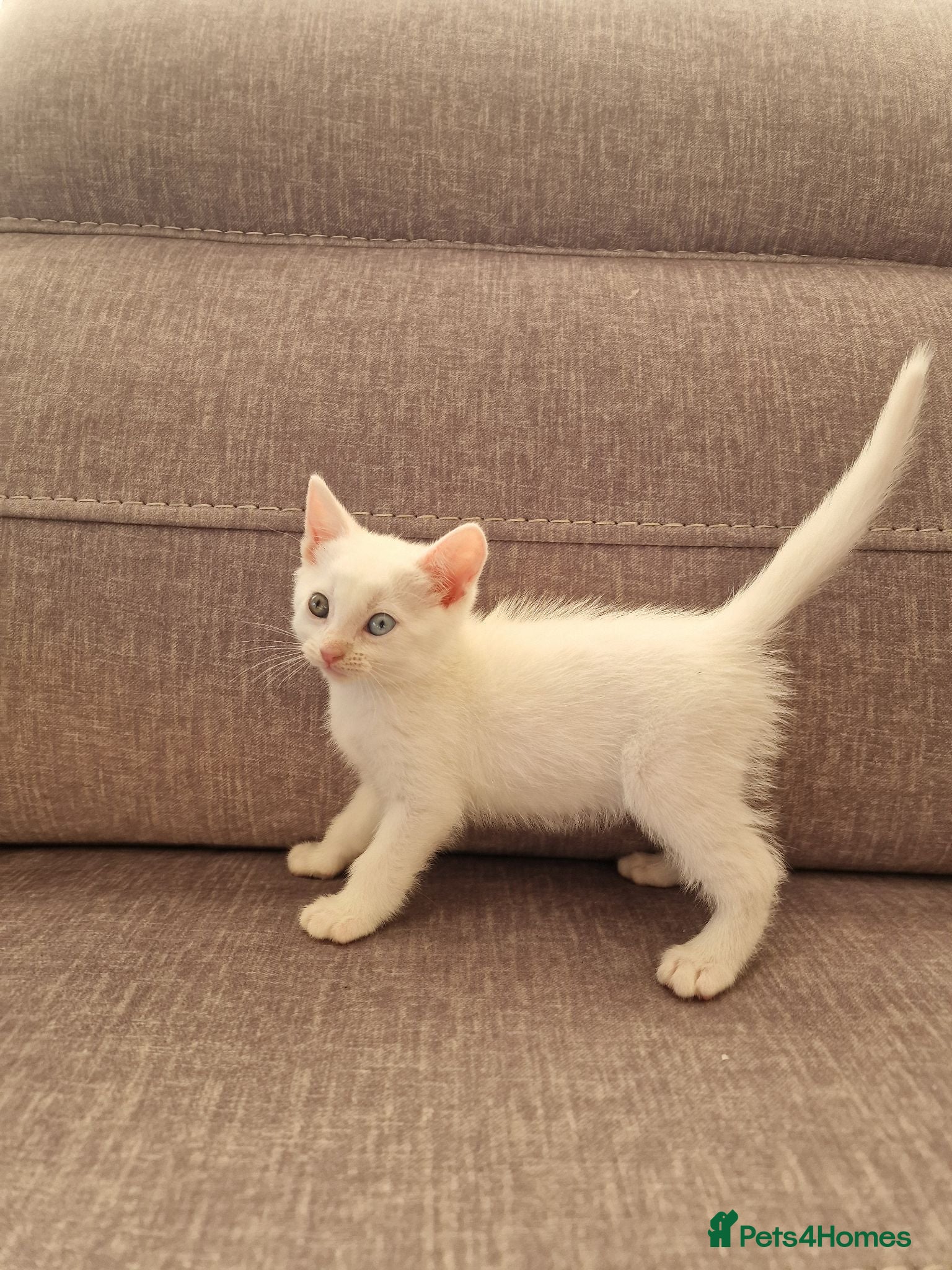 Turkish Angora cats Beautiful, Healthy-looking Turkish Angora kitten! - Advert 11