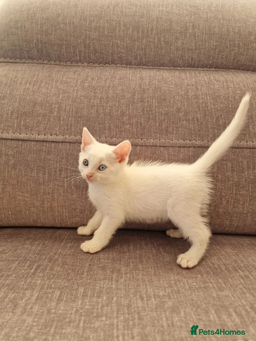 Turkish Angora cats for sale: Beautiful, Healthy-looking Turkish Angora kitten! in Slough - Advert 1