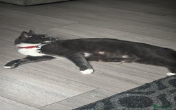 Domestic Shorthair cats for sale: Gorgeous mixed kittens  - Image 7
