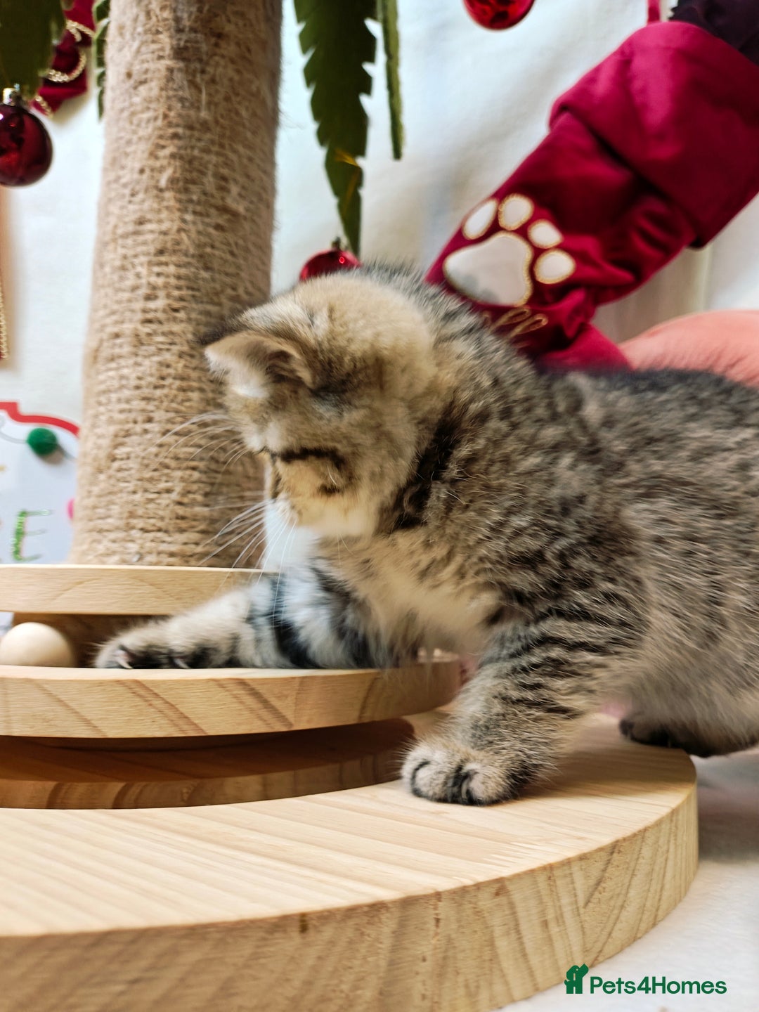 British Shorthair cats for sale: Blue golden girl Tica registered  - Advert 6