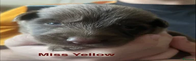 Miss Yellow