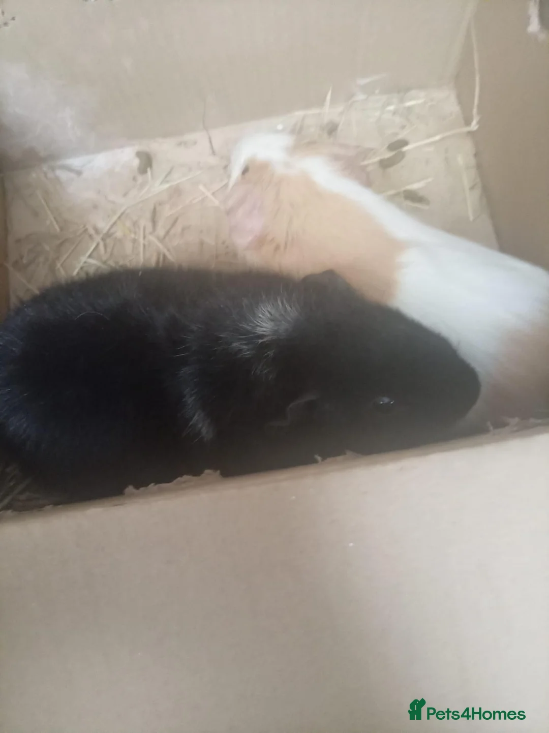 Guinea Pig rodents for sale: Star and Moon  in Southampton - Advert 1