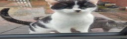Mixed Breed cats for sale: I have 2 cats to be taken to lovely home  - Advert 2