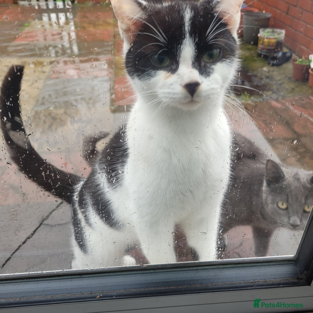 Mixed Breed cats for sale: I have 2 cats to be taken to lovely home  - Advert 2
