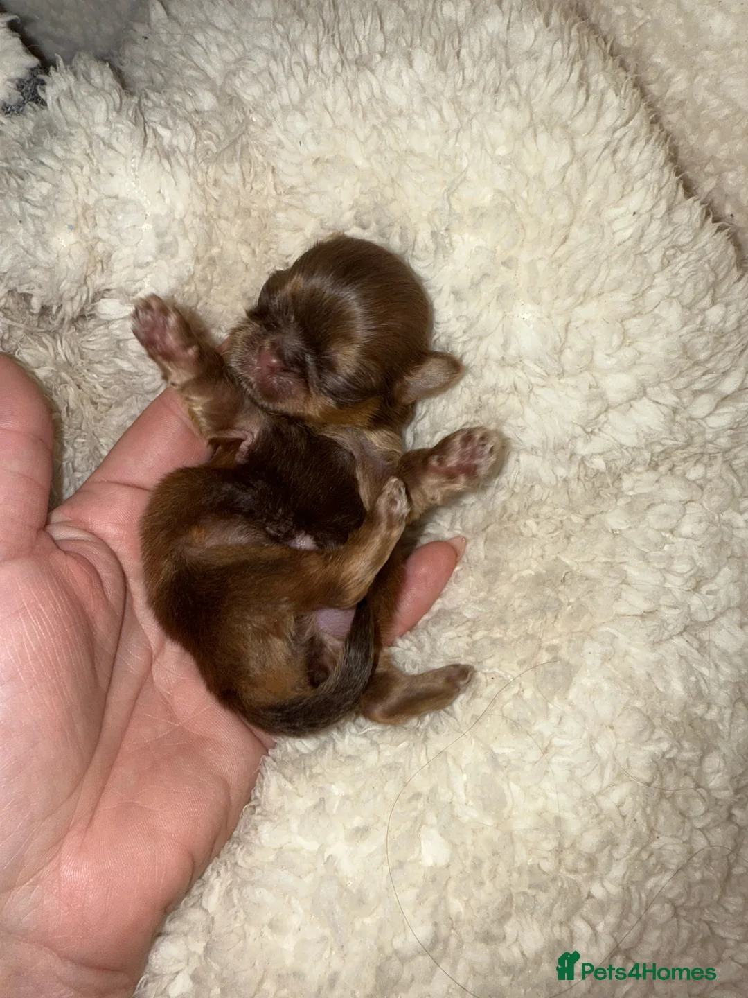 Shih Tzu dogs for sale: Shih tzu  - Advert 10