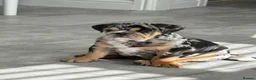 English Bulldog dogs for sale: KC reg black Merle bitch 💖 in Southport - Advert 28