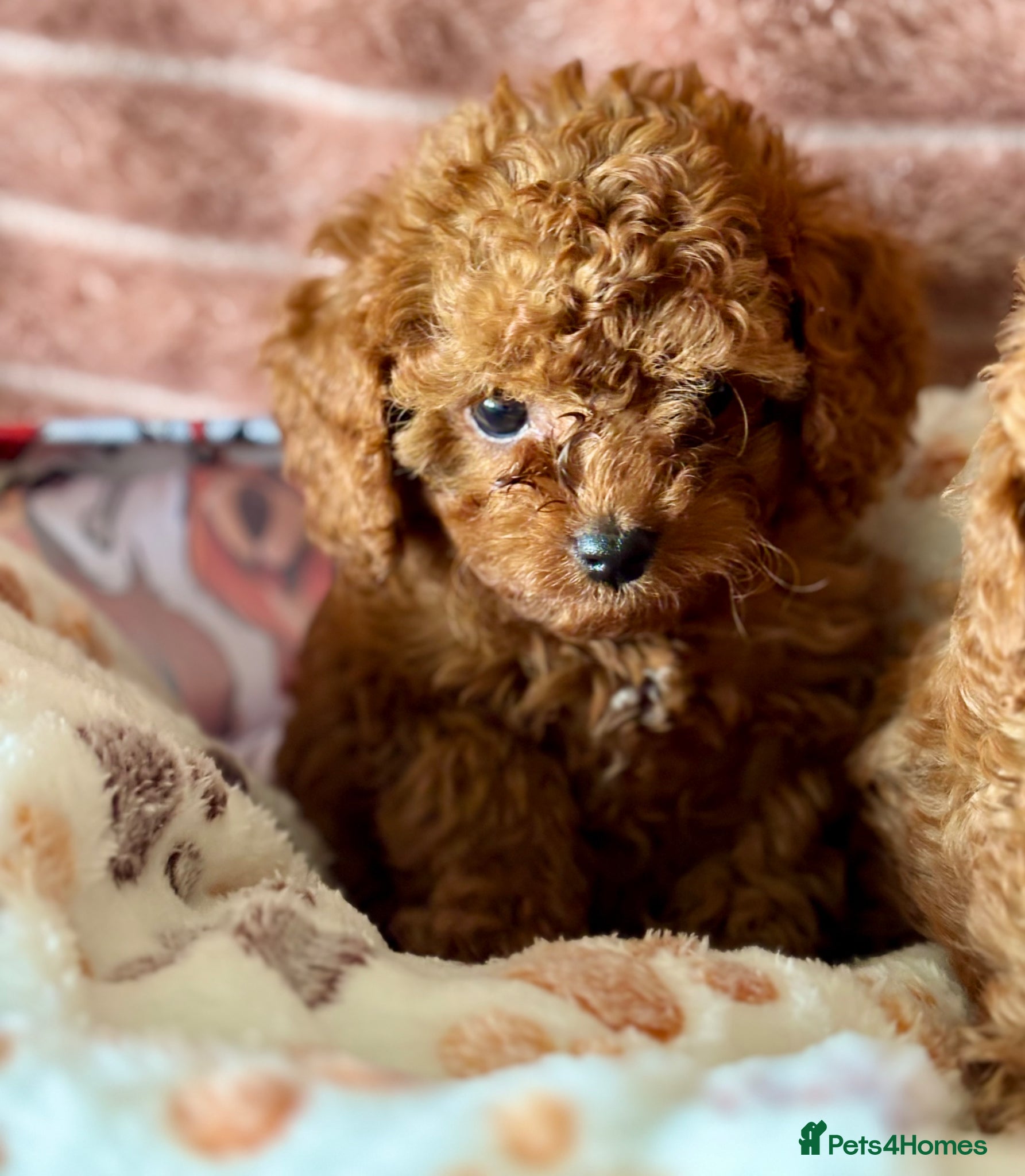 Cavapoo dogs Adorable teddy bear toy cavapoo health checked - Advert 2