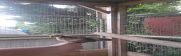 Chickens poultry for sale: 2 serama roosters  in Grimsby - Advert 6
