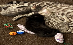 Bengal cats for sale: STUNNING BENGAL KITTENS  - Image 2