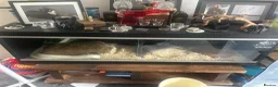 Corn Snake reptiles for sale: Large white corn snake  in Cardiff - Advert 5